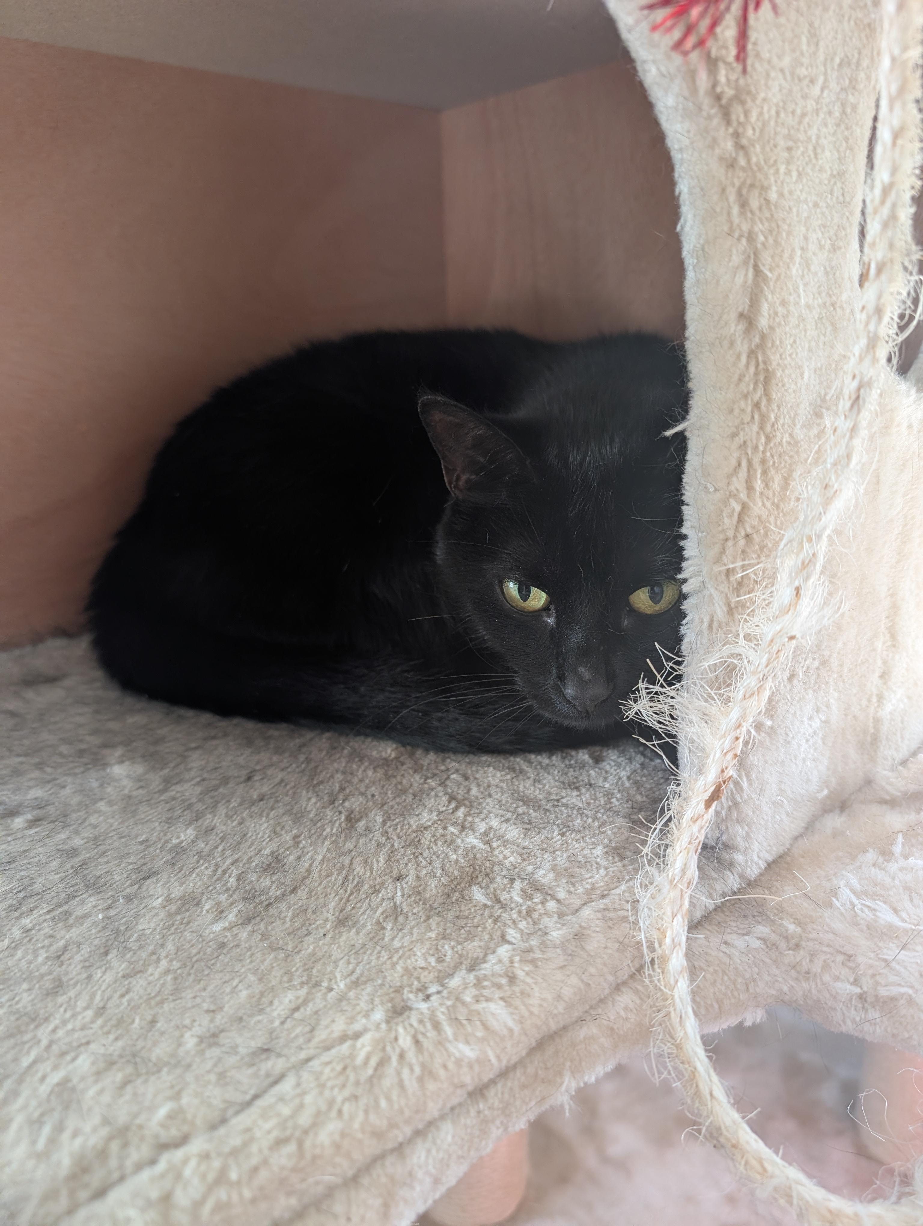 **PLEASE READ FULL DESCRIPTION** Medusa N.