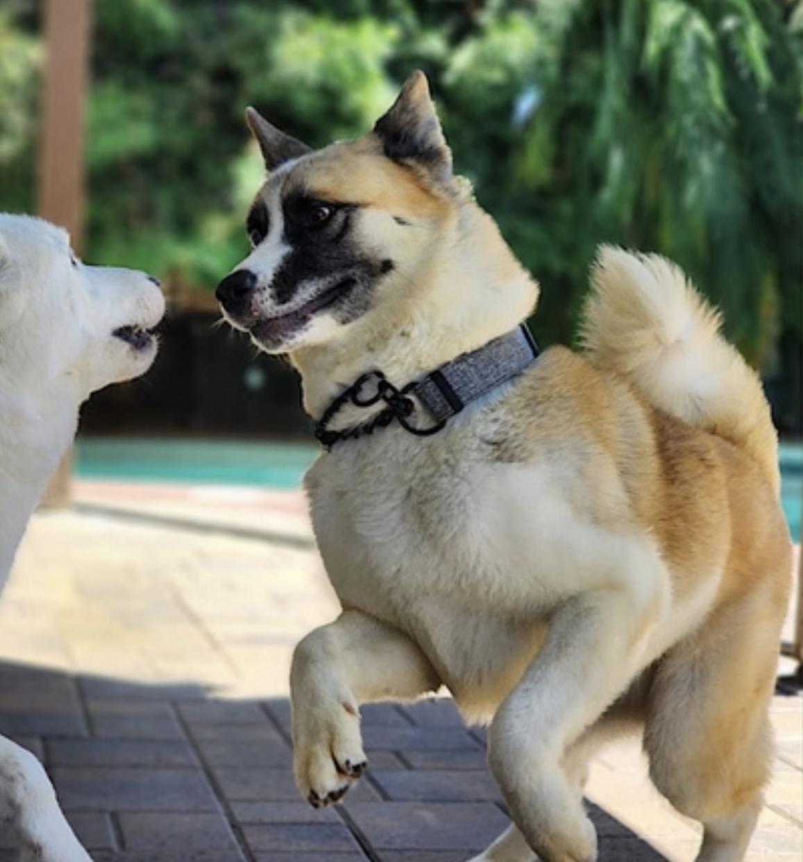 Hatchi — thumbnail 2