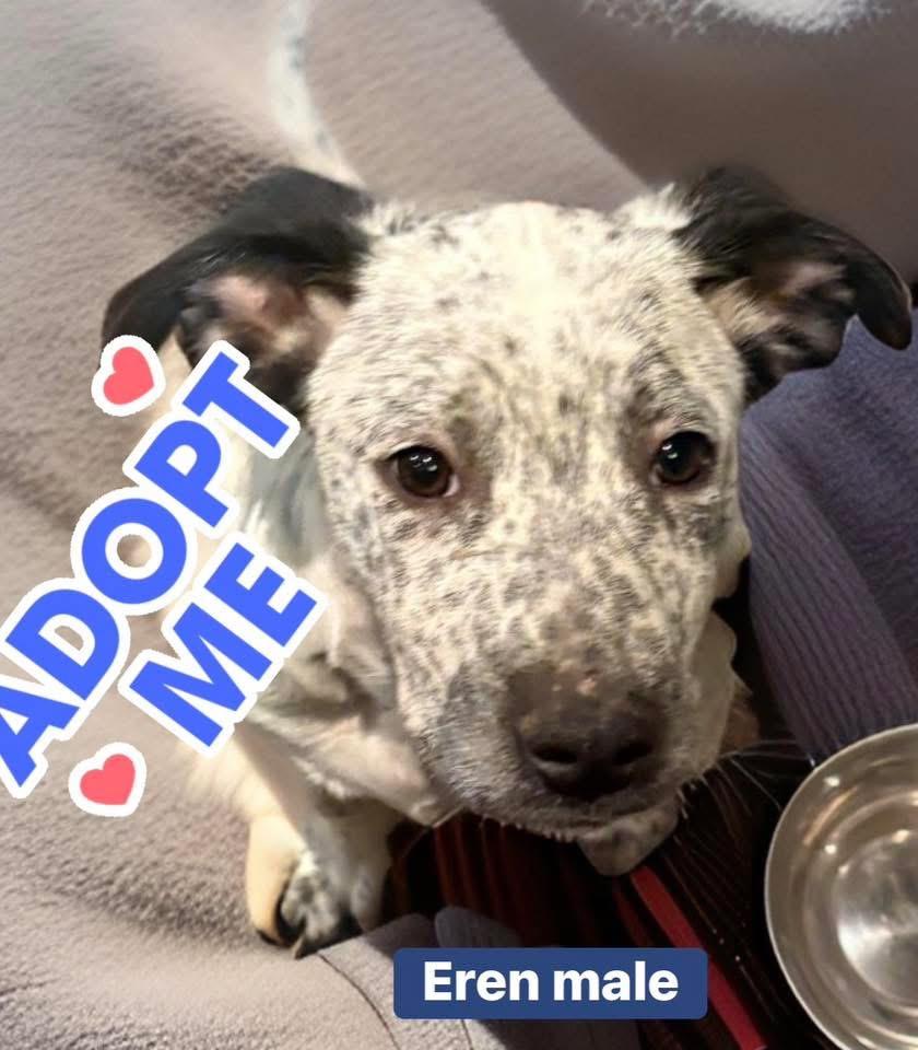 Eren aka Freckles, a ADOPTABLE mixed breed in Woodbury, NJ image 3/4