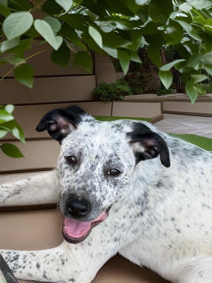 Eren aka Freckles, a ADOPTABLE mixed breed in Woodbury, NJ image 4/4