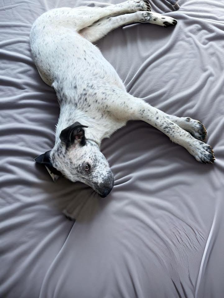 Eren aka Freckles, a ADOPTABLE mixed breed in Woodbury, NJ image 1/4