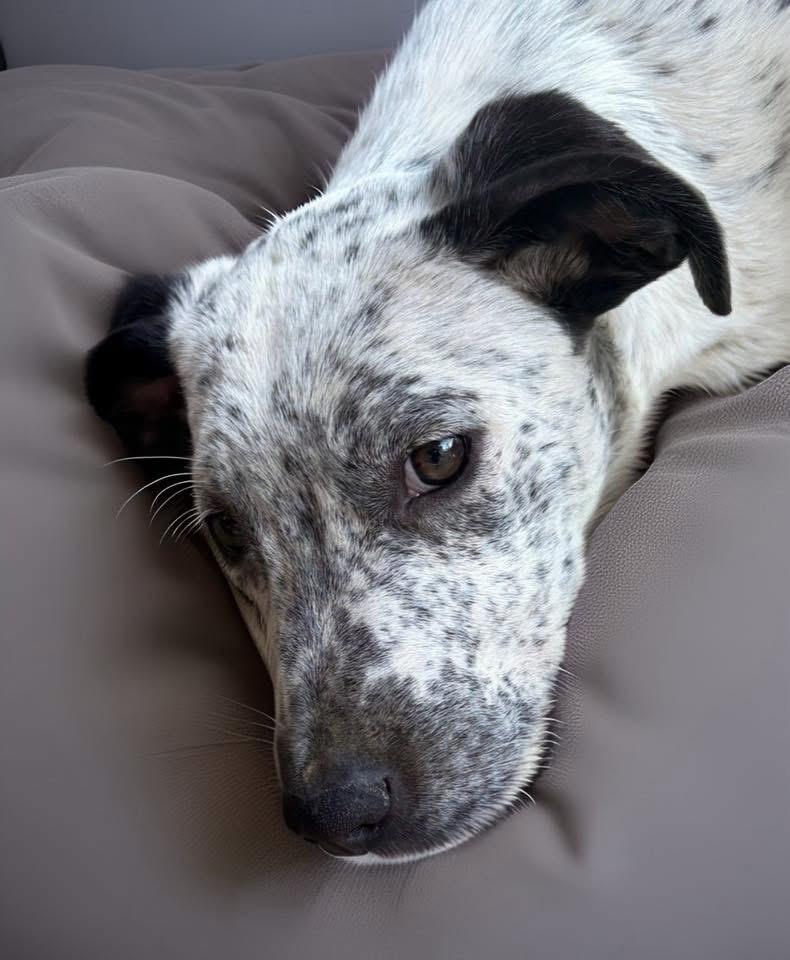 Eren aka Freckles, a ADOPTABLE mixed breed in Woodbury, NJ image 2/4