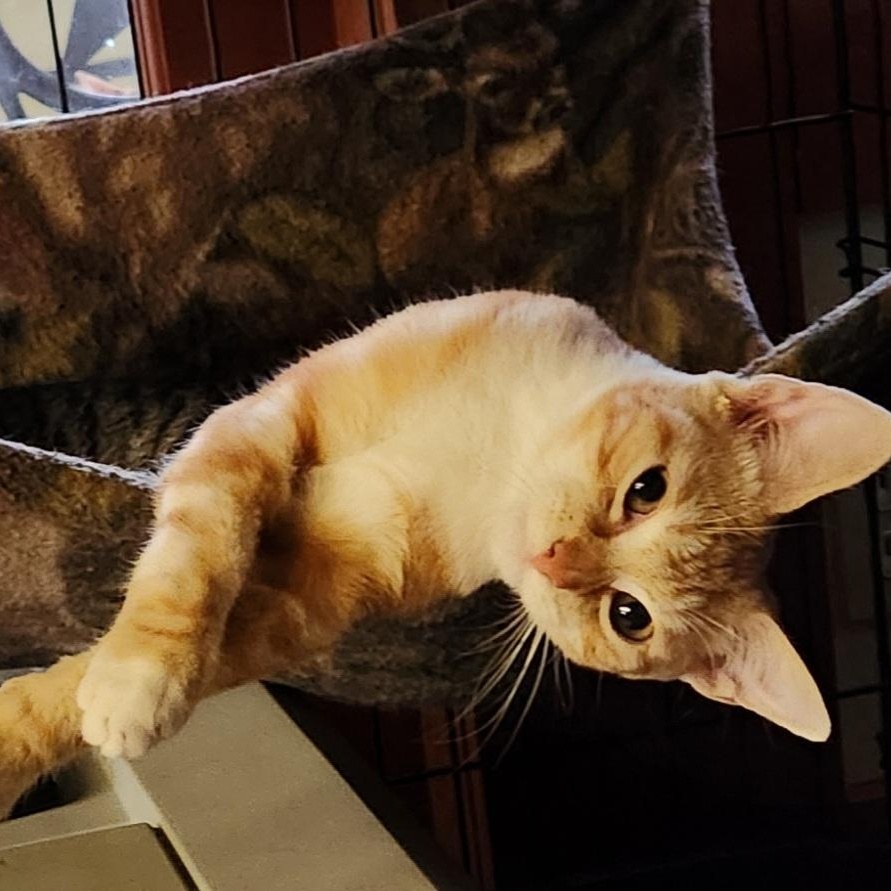 Enlarge Marley, a Adoptable mixed breed in Magnolia, TX image 3/6