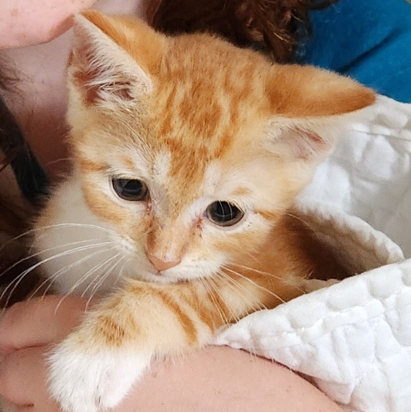 Enlarge Marley, a Adoptable mixed breed in Magnolia, TX image 5/6