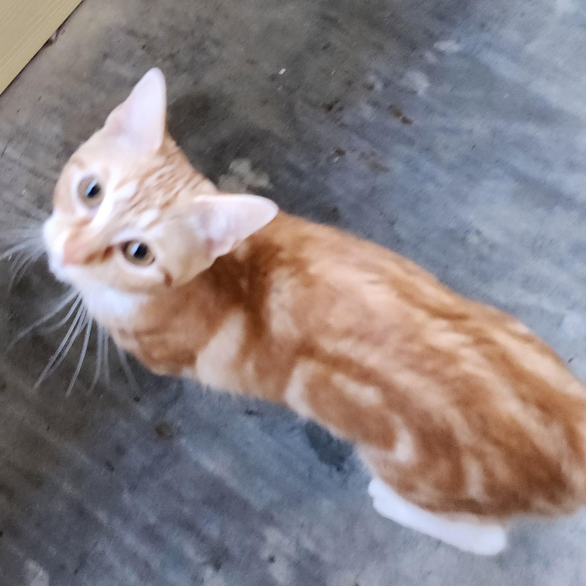 Marley, Young Female Tabby