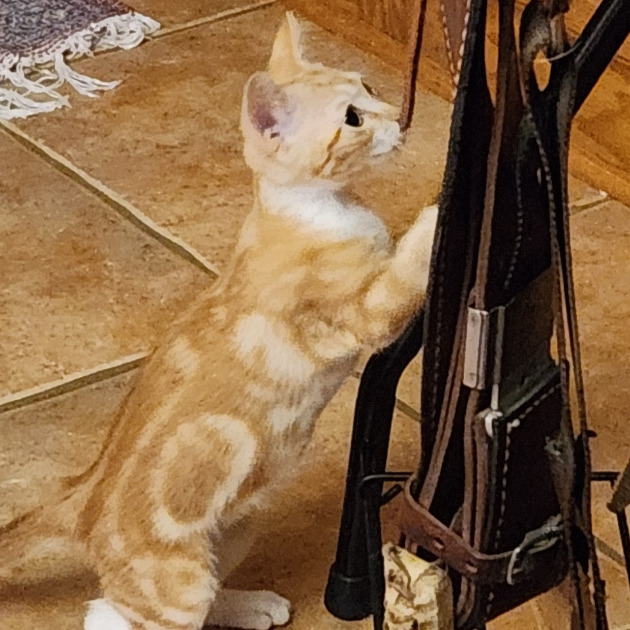 Enlarge Marley, a Adoptable mixed breed in Magnolia, TX image 6/6