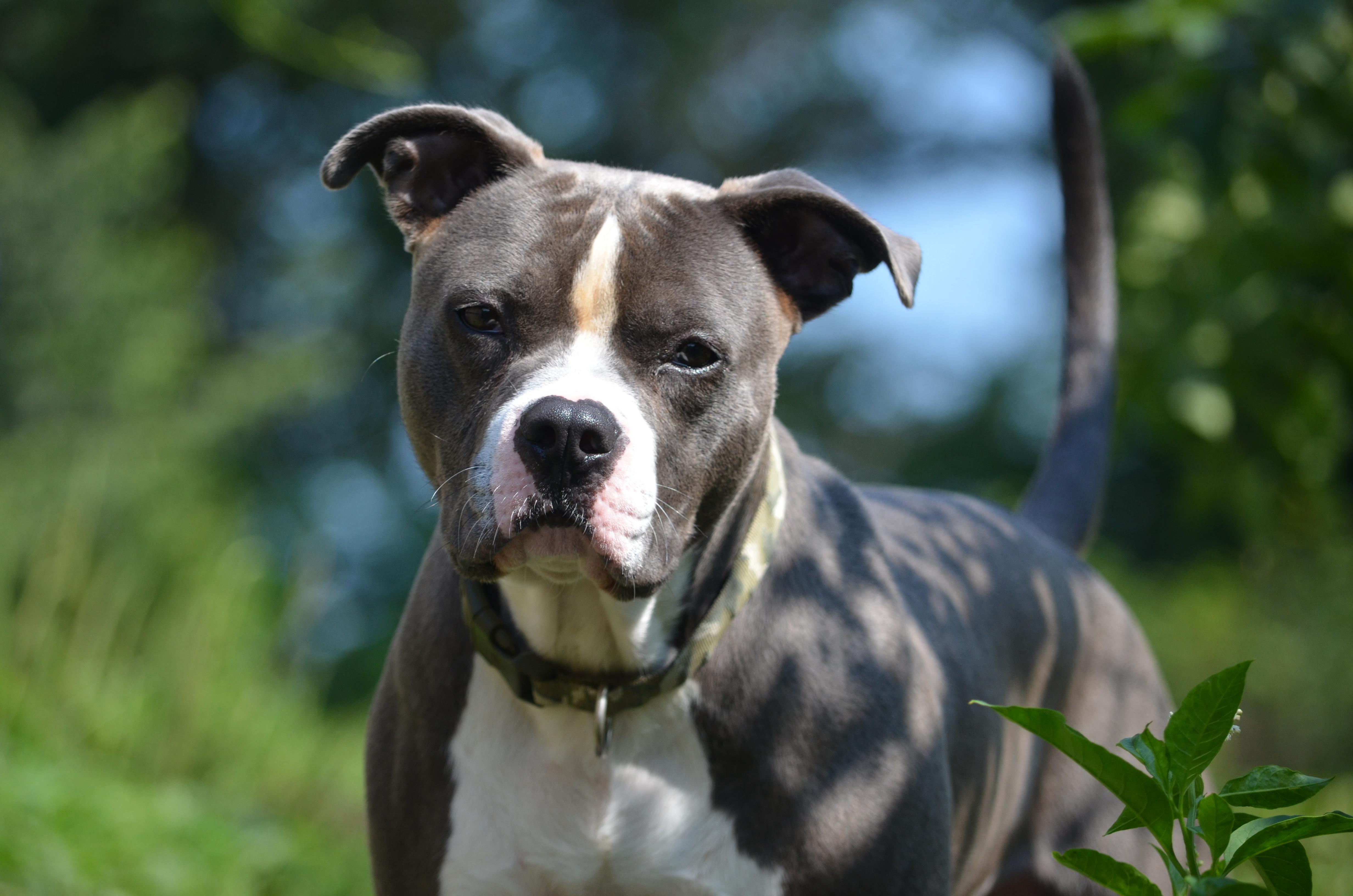 Ziggy