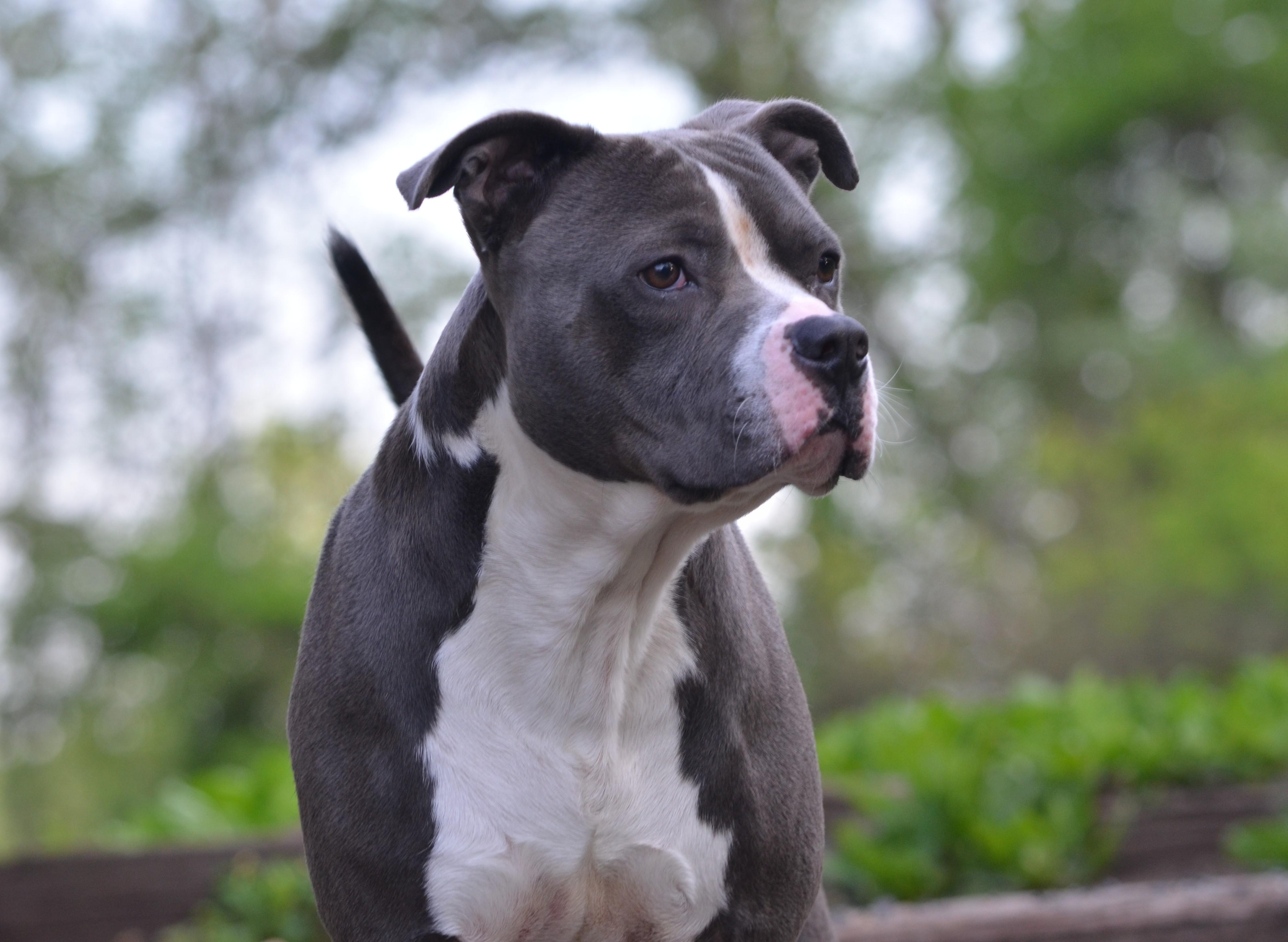 Ziggy