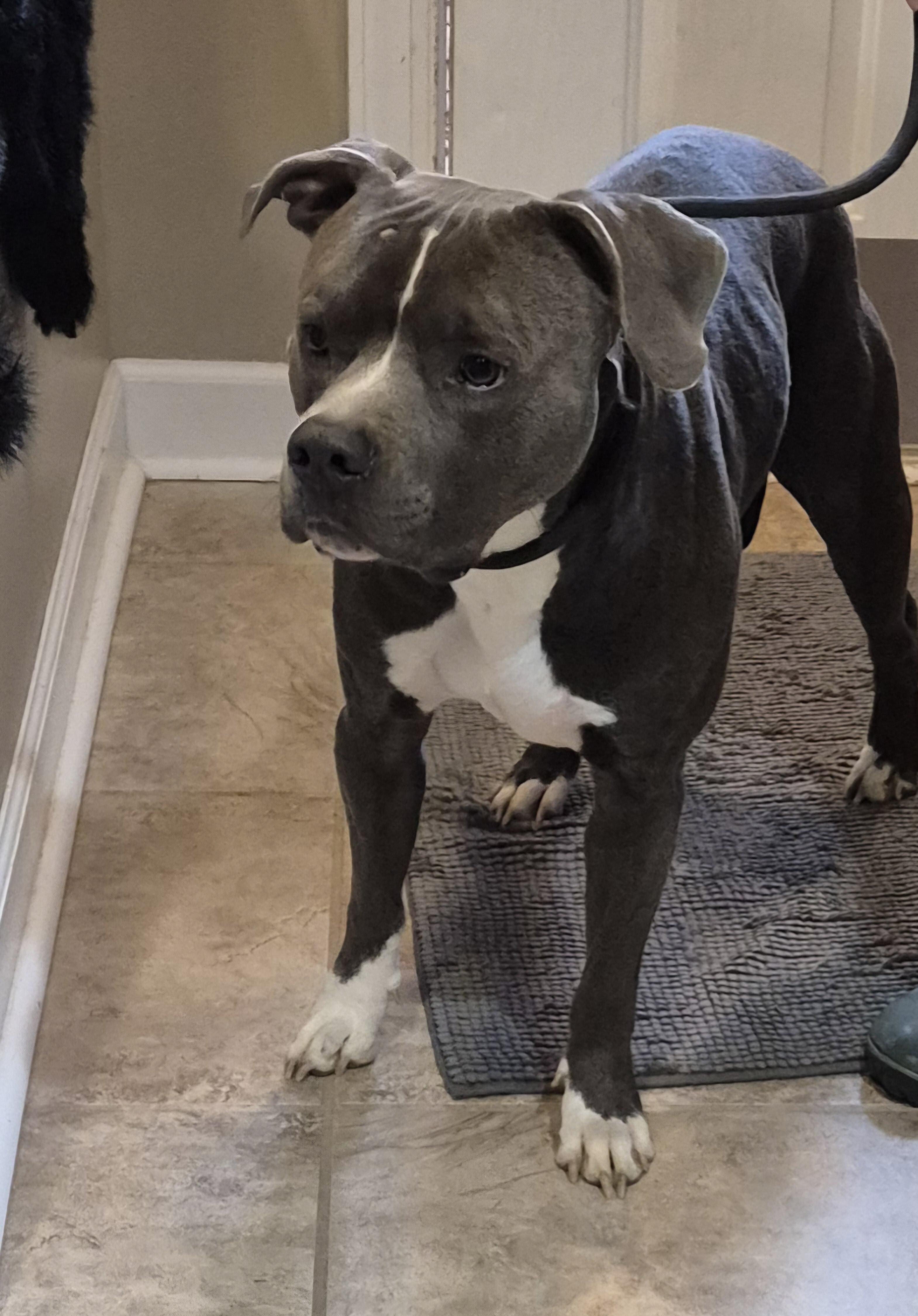 Ziggy