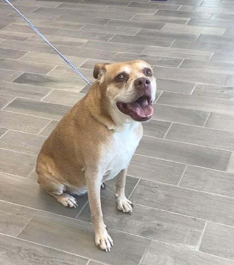 Rory, Adoptable, Senior Female Pit Bull Terrier & Shepherd.