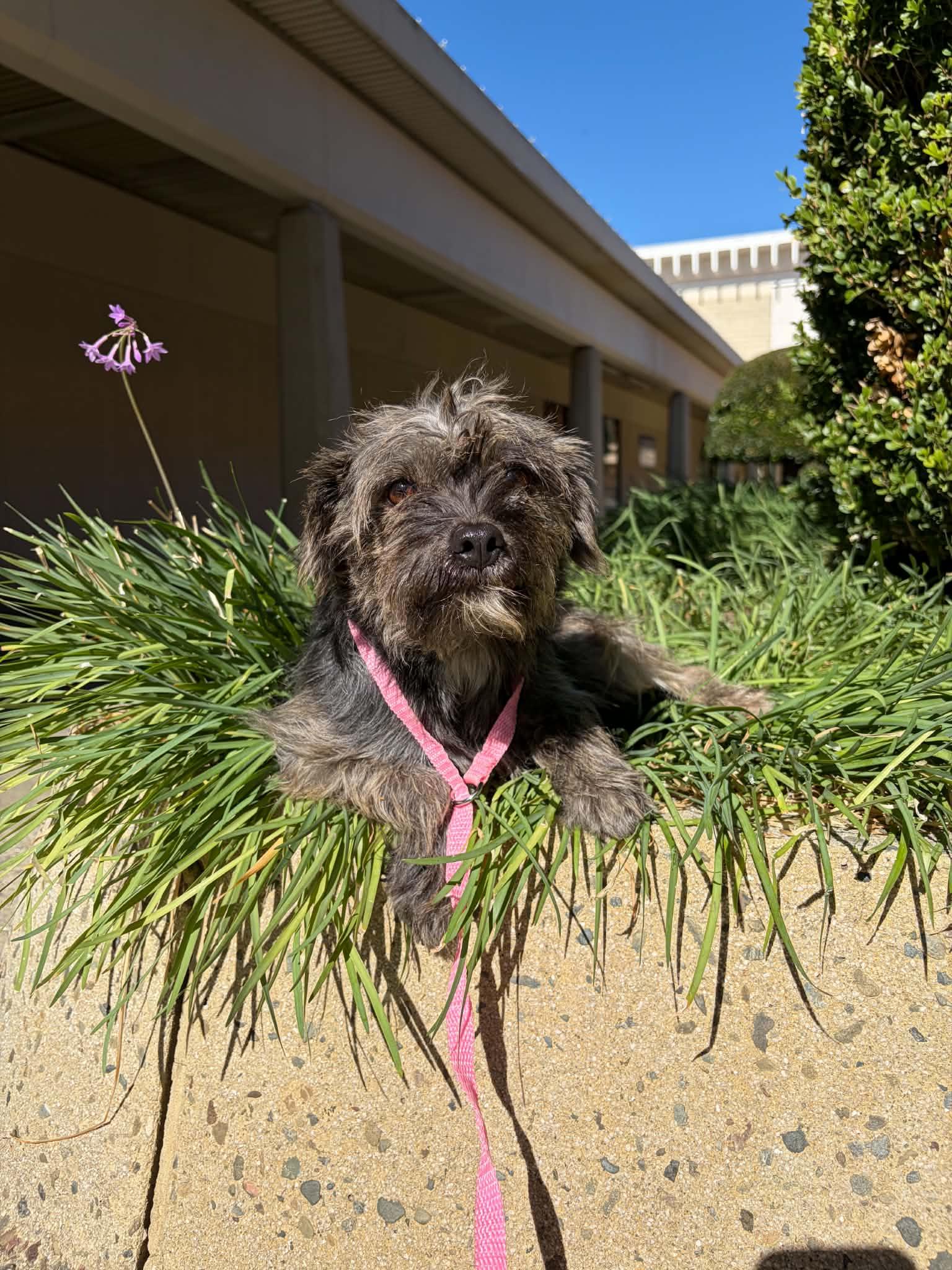 Duffy, Adoptable, Adult Female Cairn Terrier.