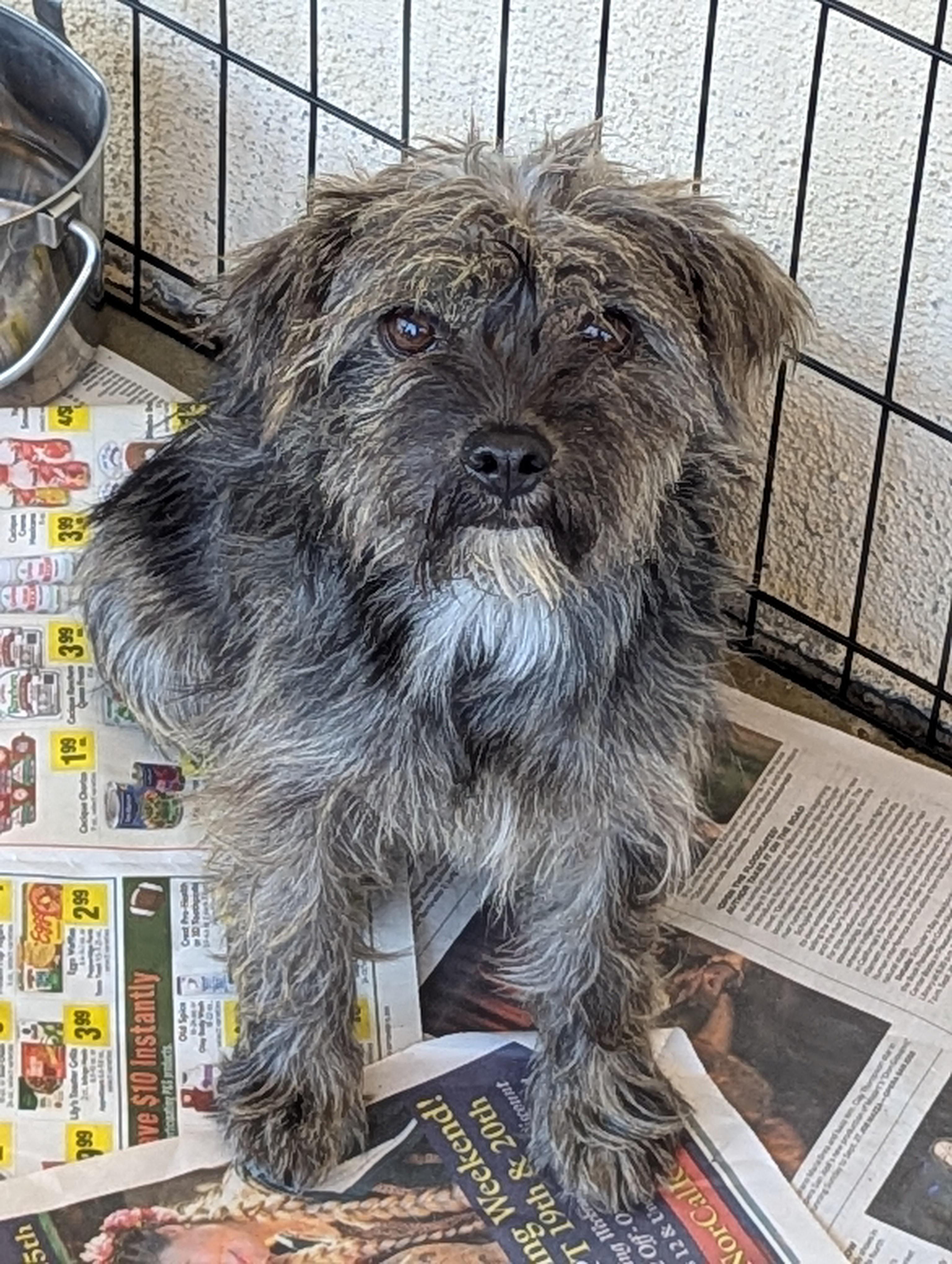 Enlarge Duffy, a Adoptable mixed breed in San Jose, CA image 2/2
