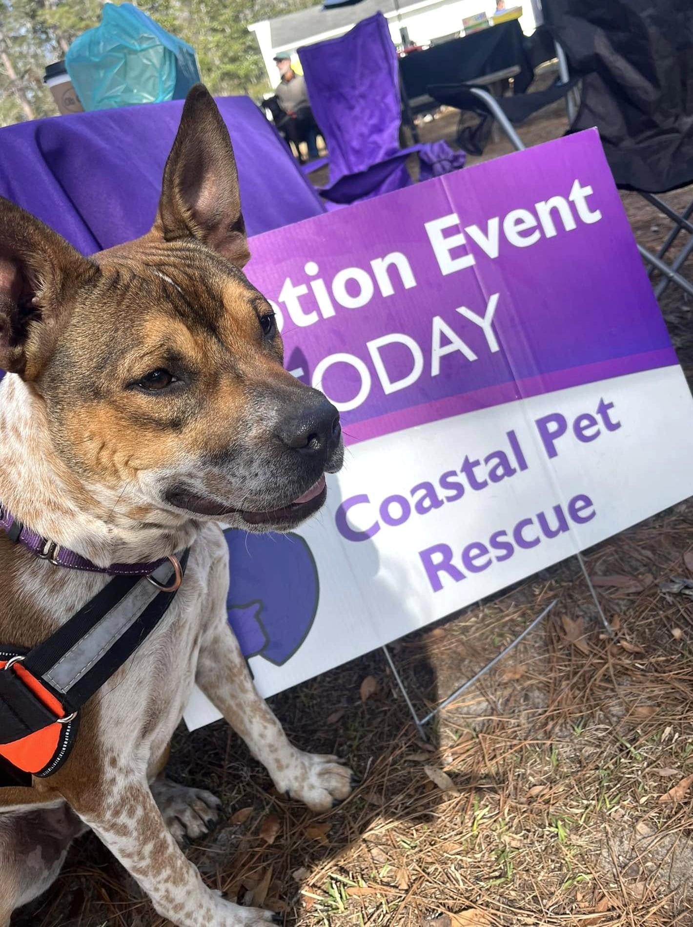 Buckshot, Adoptable, Young Male Australian Cattle Dog / Blue Heeler & Pit Bull Terrier.