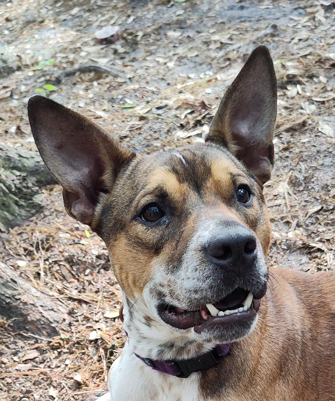 Buckshot, a Adoptable mixed breed in Savannah, GA image 1/5