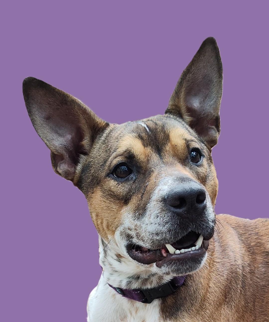 Buckshot, a Adoptable mixed breed in Savannah, GA image 5/5