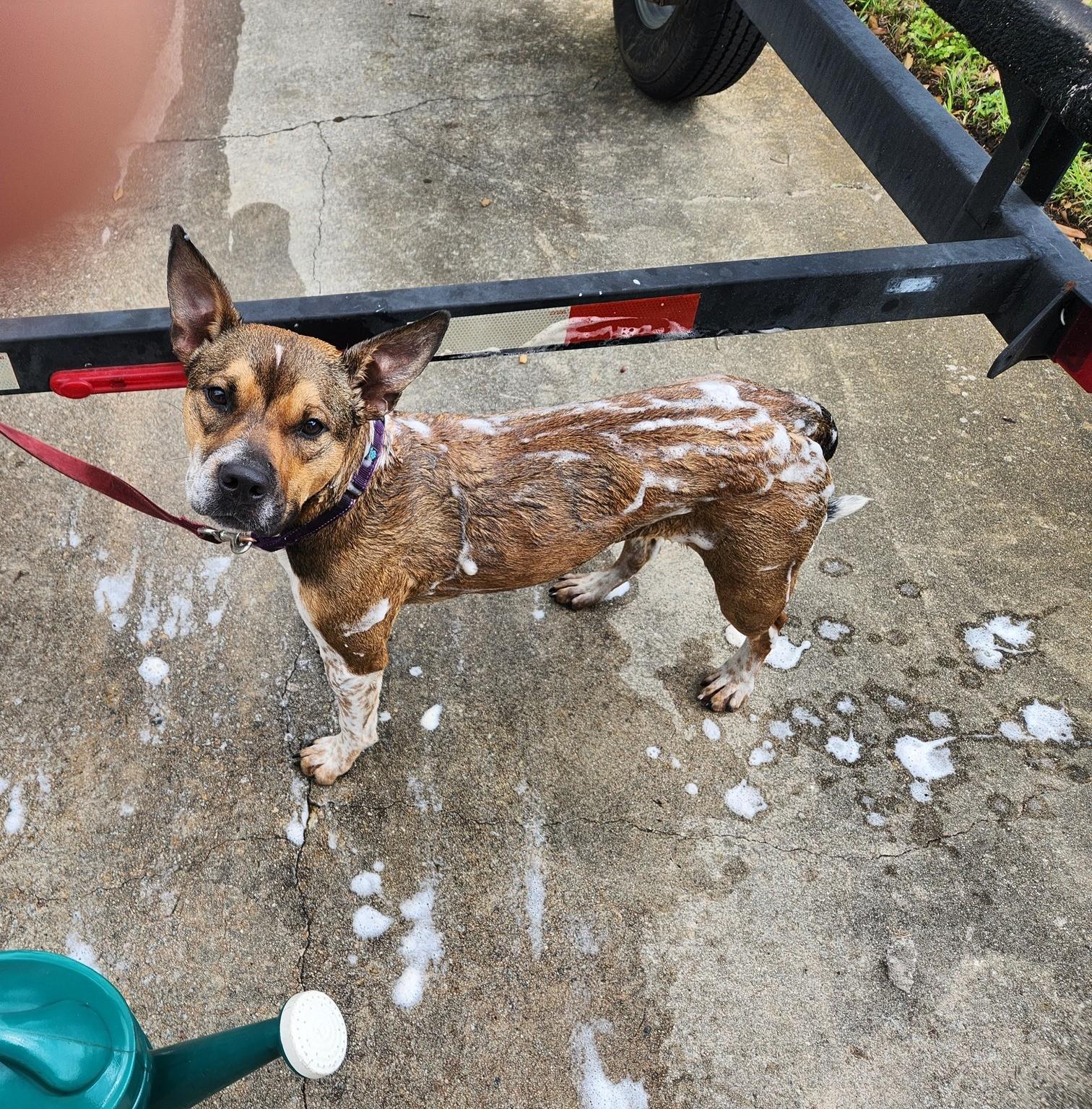 Enlarge Buckshot, a Adoptable mixed breed in Savannah, GA image 2/5