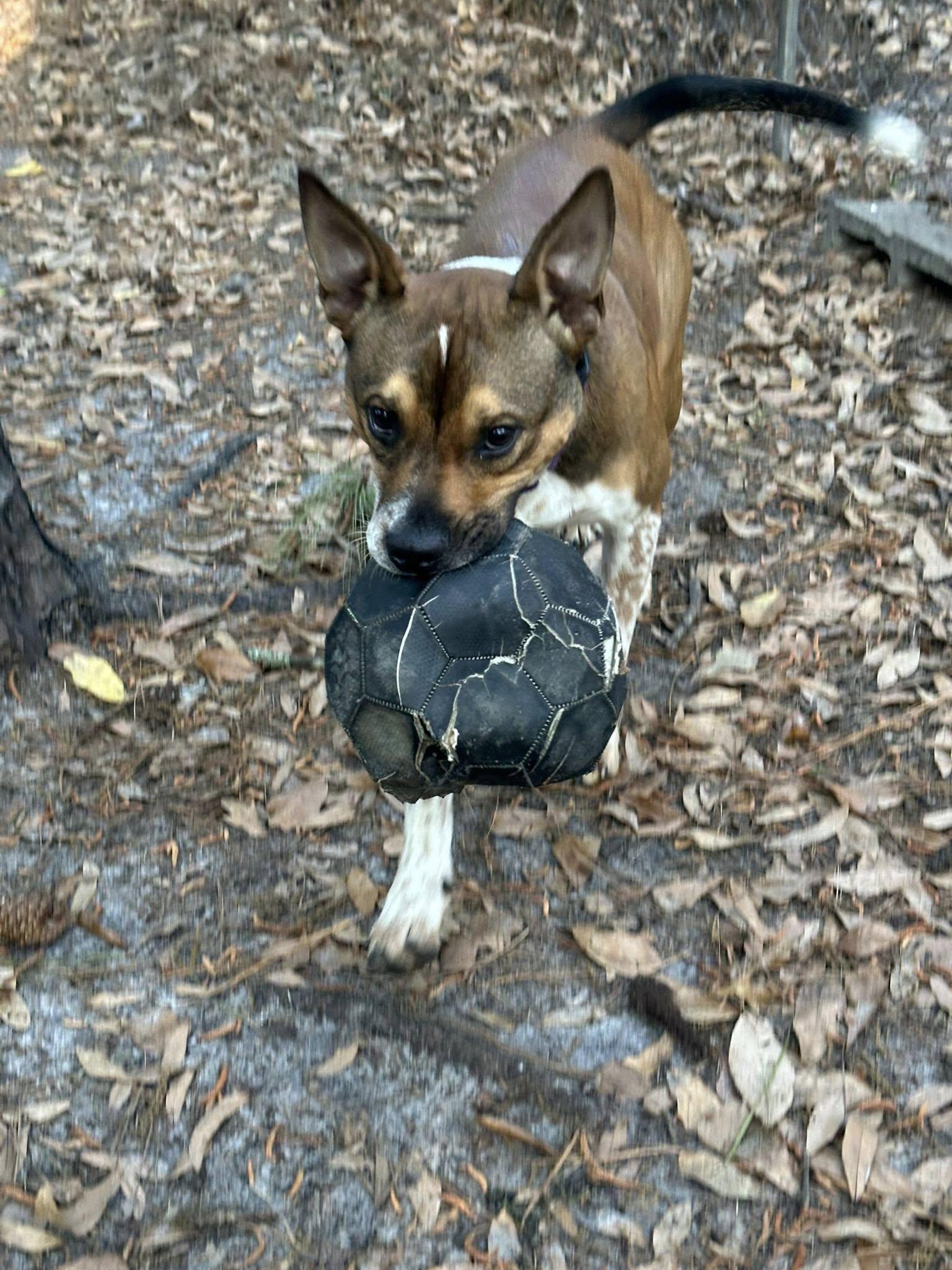 Enlarge Buckshot, a Adoptable mixed breed in Savannah, GA image 4/5