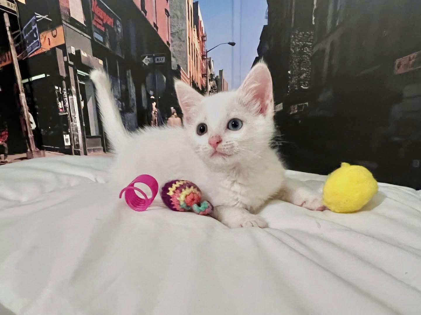 MCA, a Adopted Turkish Van in Laguna Niguel, CA image 1/3