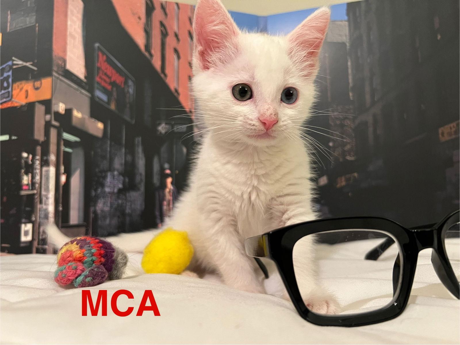 MCA, a Adopted Turkish Van in Laguna Niguel, CA image 2/3