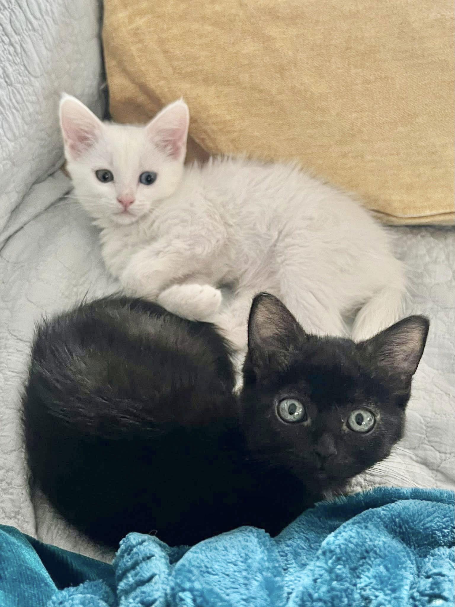 MCA, a Adopted Turkish Van in Laguna Niguel, CA image 3/3