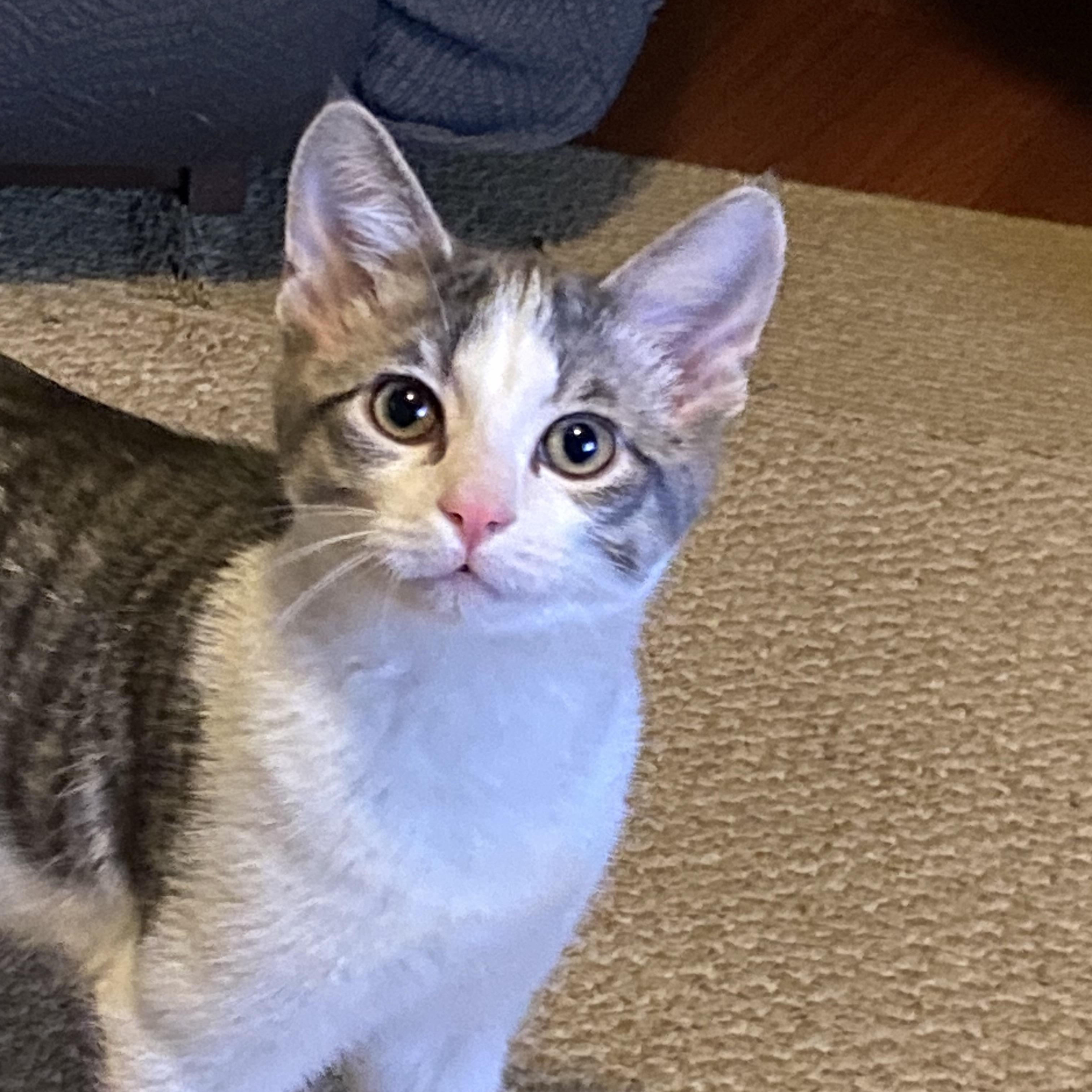 John B, an adoptable Domestic Medium Hair in Menasha, WI image 2/2