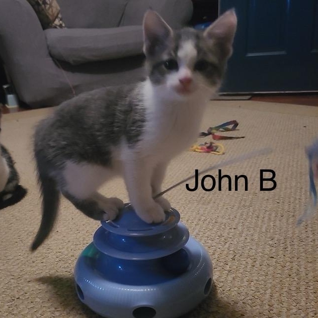 John B, an adoptable Domestic Medium Hair in Menasha, WI image 1/2
