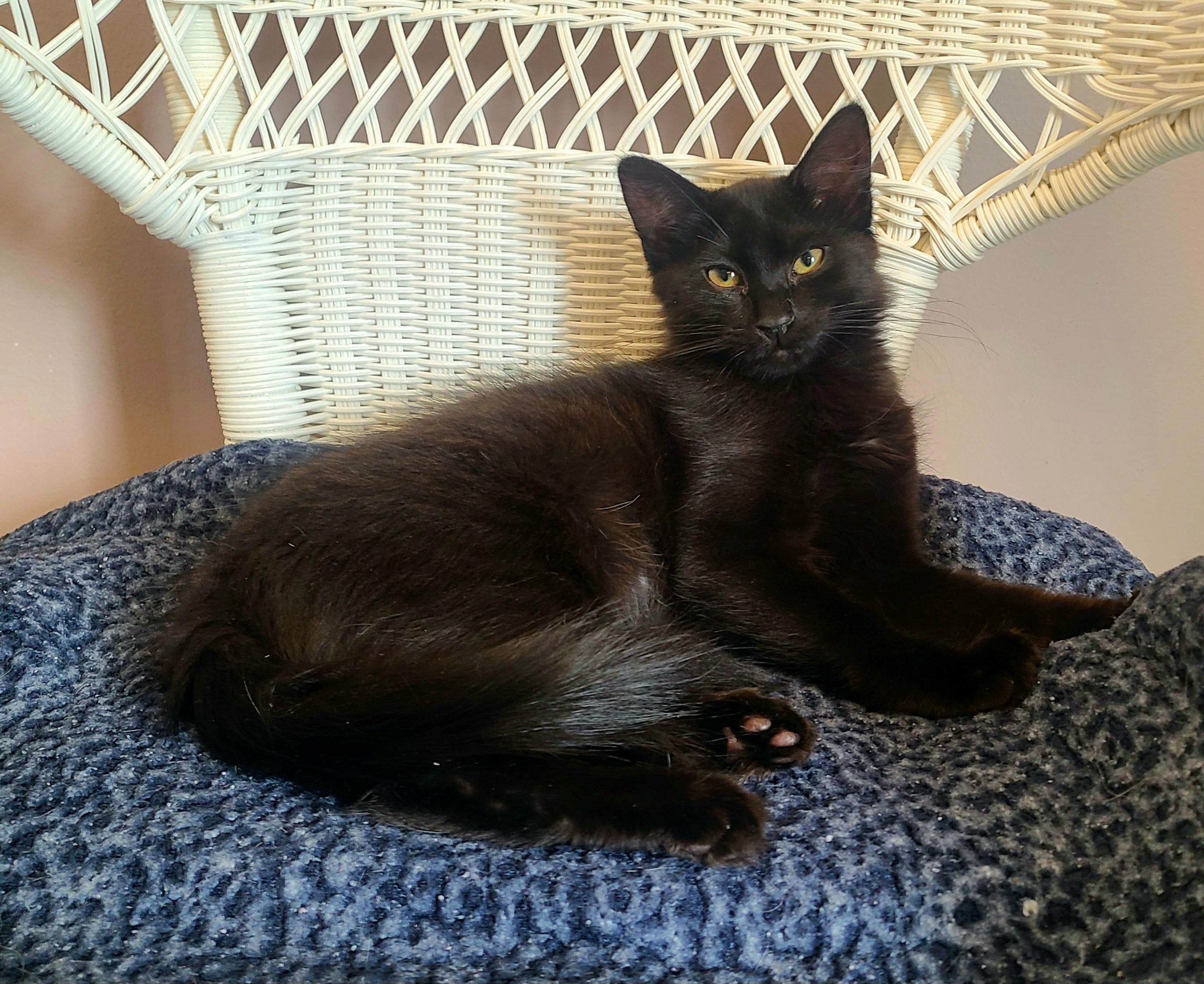 Nami & Zoro, a ADOPTABLE Domestic Medium Hair in Kirkland, WA image 1/2
