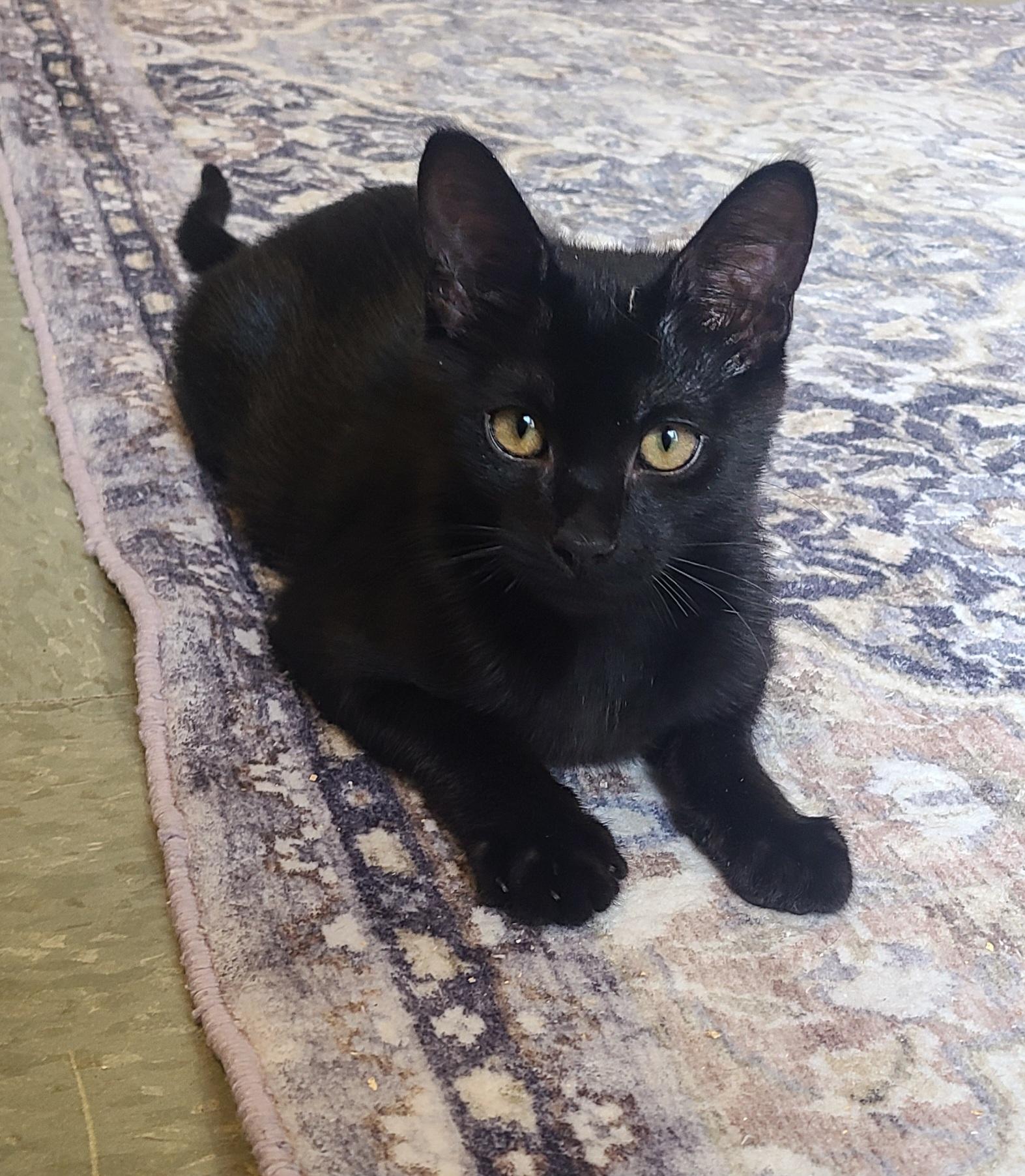 Nami & Zoro, a ADOPTABLE Domestic Medium Hair in Kirkland, WA image 2/2
