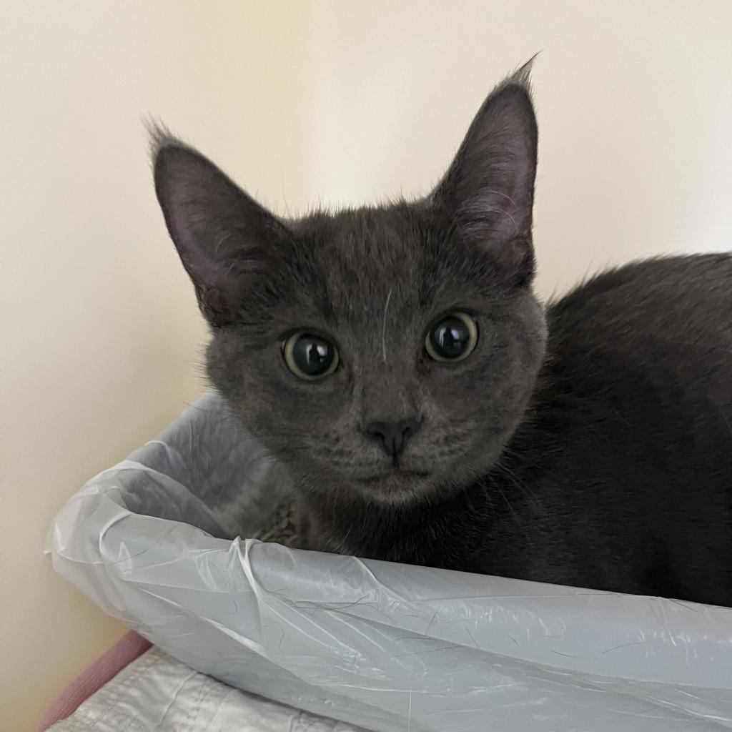 Esme, Adoptable, Adult Female Domestic Short Hair.