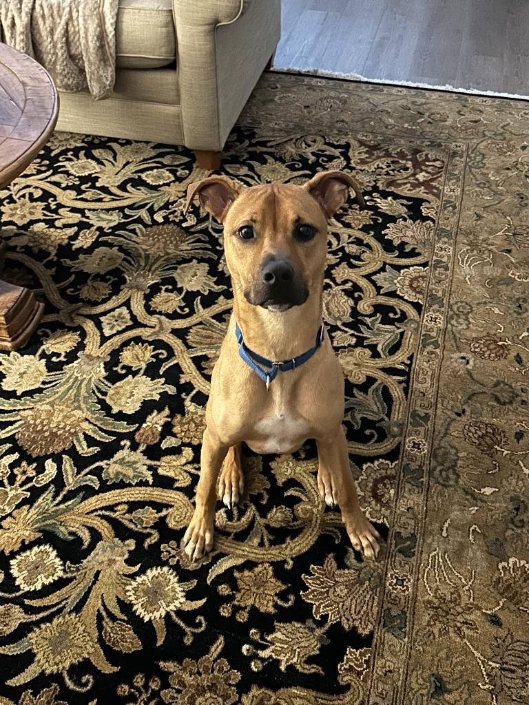 Enlarge Canyon, a Adoptable mixed breed in Raleigh, NC image 1/6