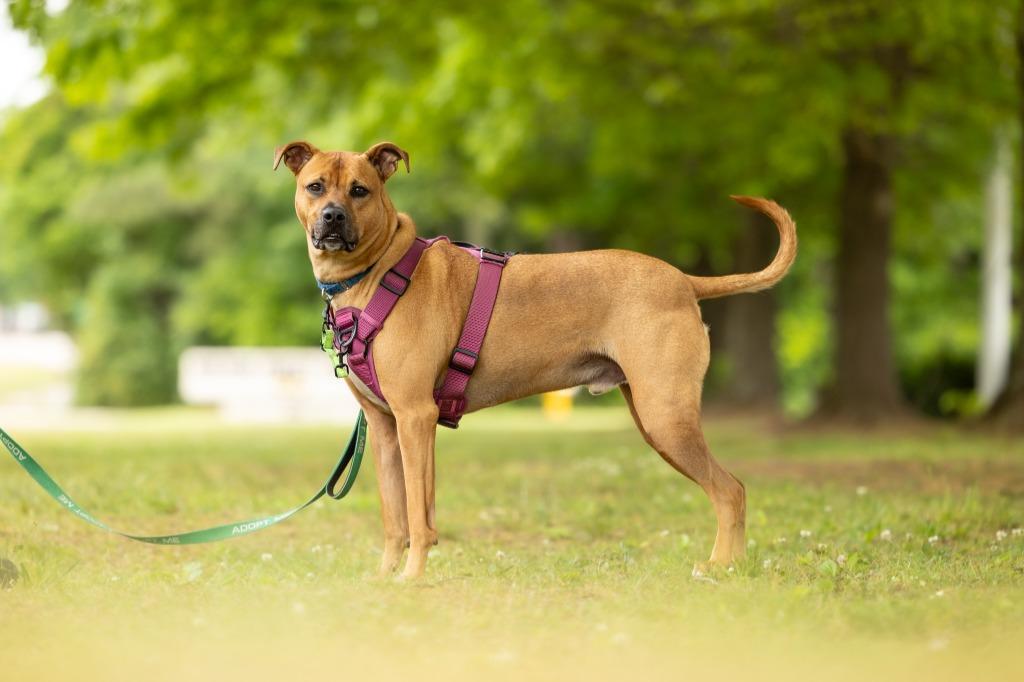 Canyon, Adoptable, Adult Male Mixed Breed.
