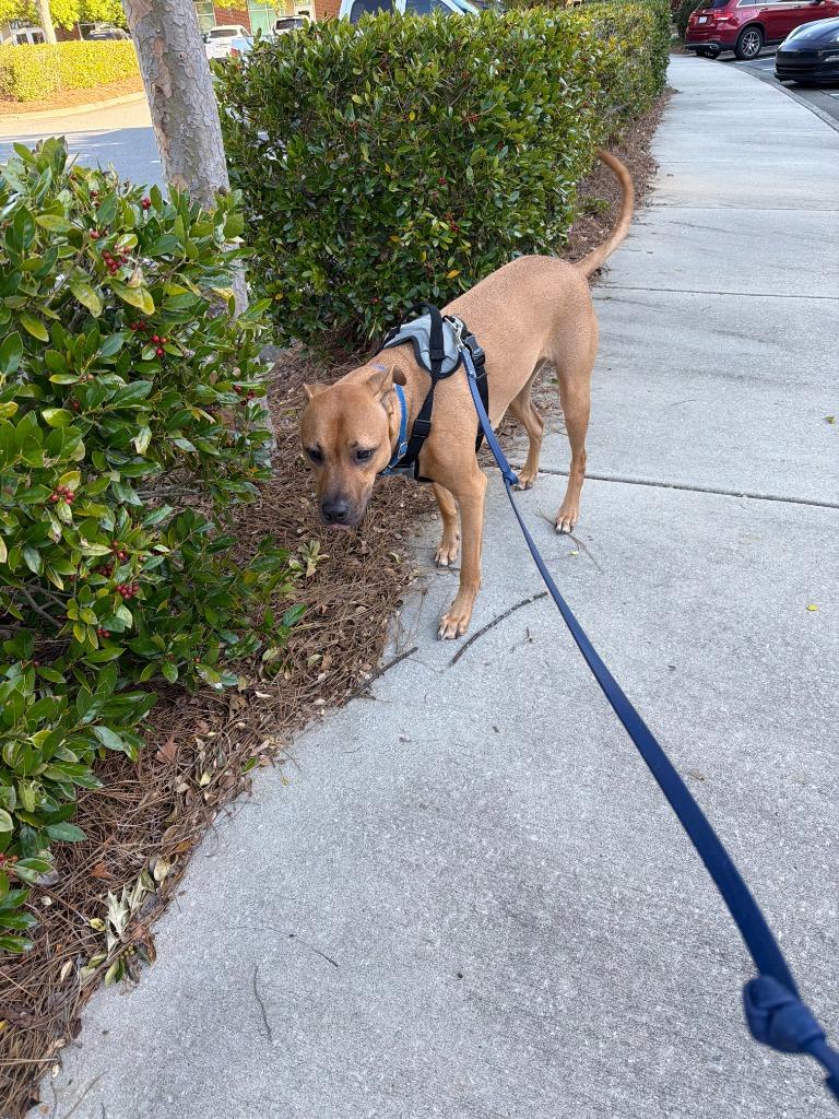 Enlarge Canyon, a Adoptable mixed breed in Raleigh, NC image 2/5