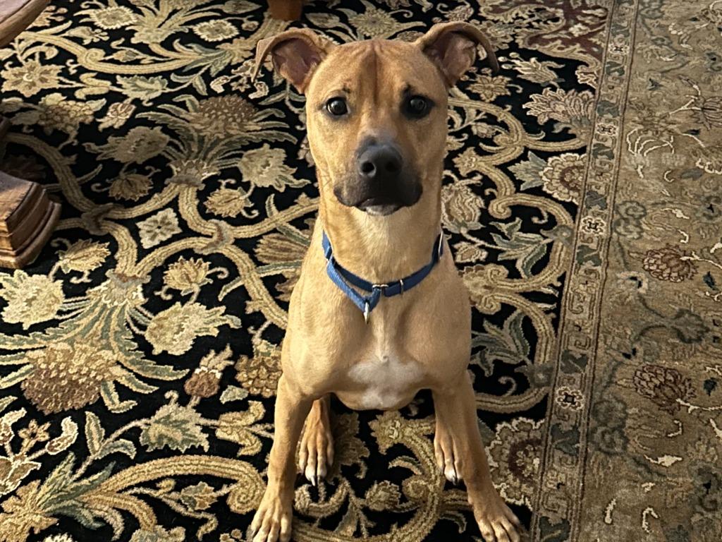 Enlarge Canyon, a Adoptable mixed breed in Raleigh, NC image 3/5