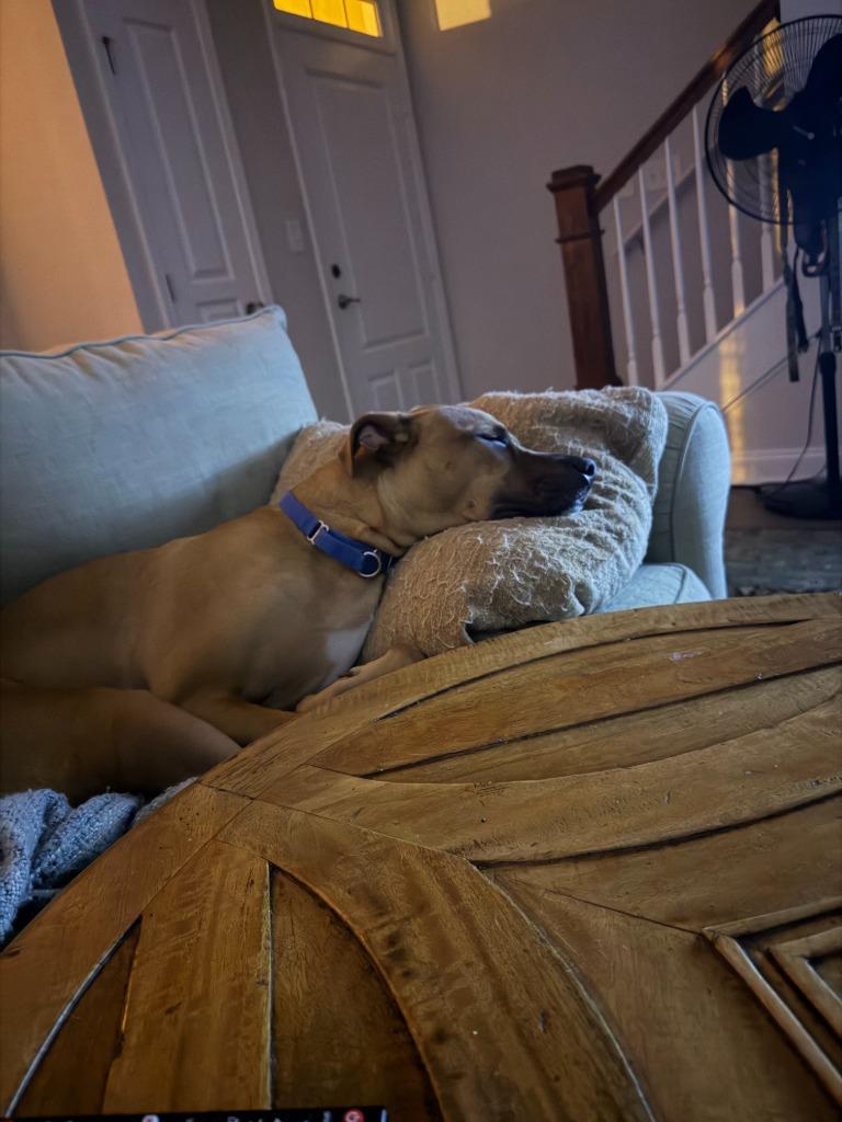 Enlarge Canyon, a Adoptable mixed breed in Raleigh, NC image 4/5