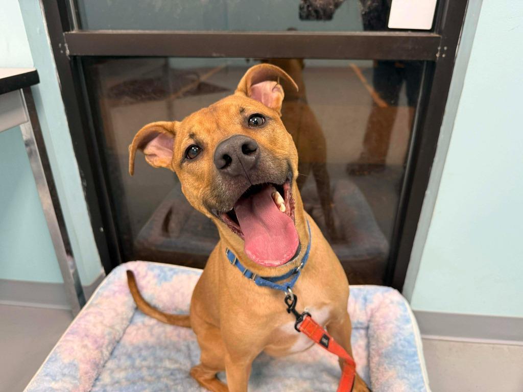 Enlarge Canyon, a Adoptable mixed breed in Raleigh, NC image 2/6