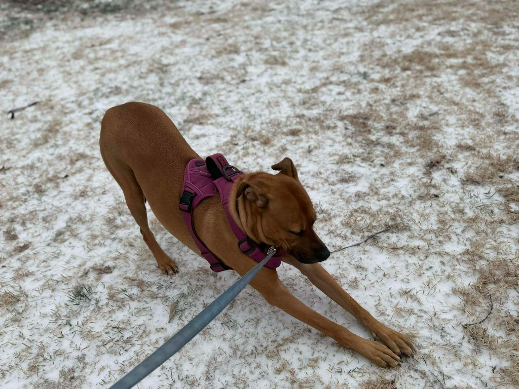 Enlarge Canyon, a Adoptable mixed breed in Raleigh, NC image 3/6
