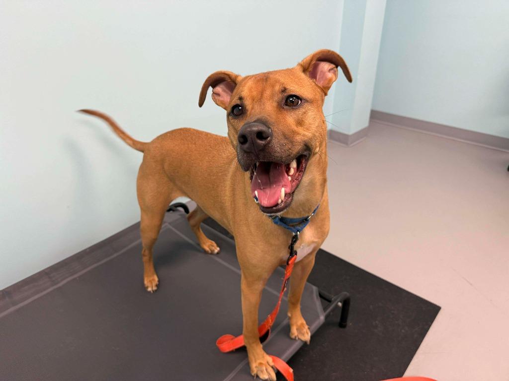 Enlarge Canyon, a Adoptable mixed breed in Raleigh, NC image 4/6