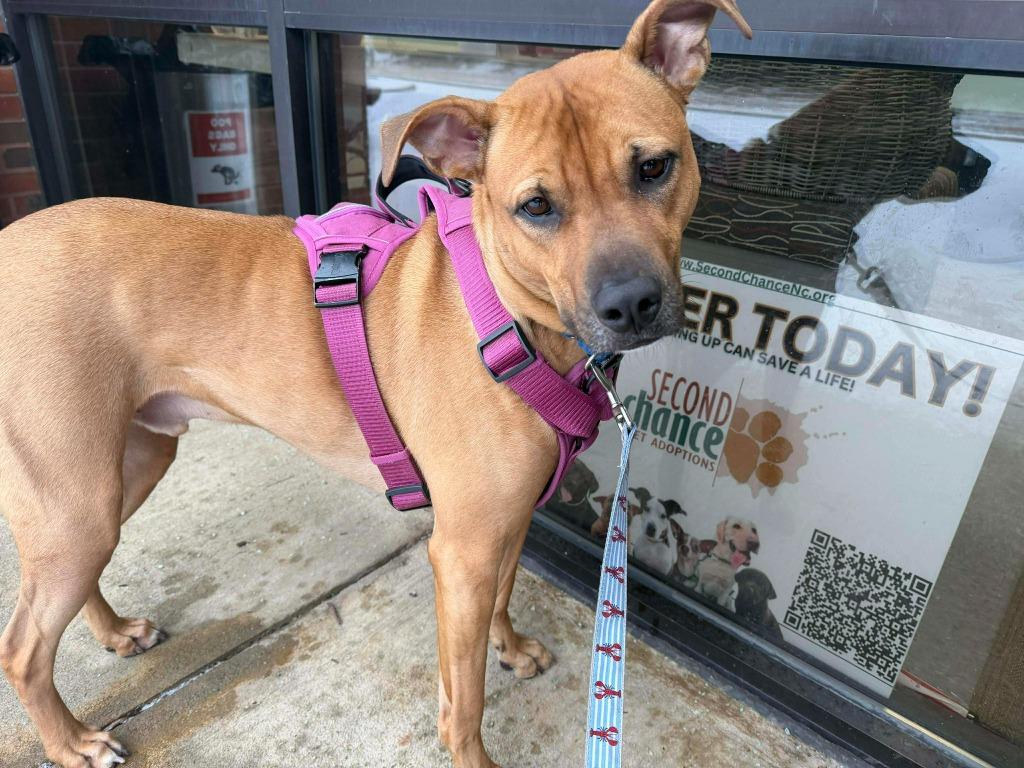 Enlarge Canyon, a Adoptable mixed breed in Raleigh, NC image 5/6