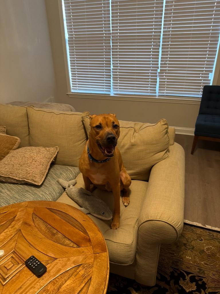 Enlarge Canyon, a Adoptable mixed breed in Raleigh, NC image 5/5