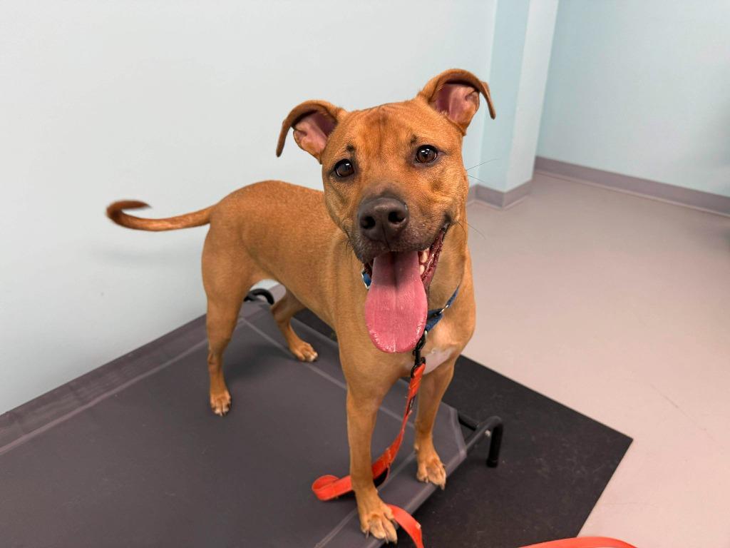 Enlarge Canyon, a Adoptable mixed breed in Raleigh, NC image 3/6
