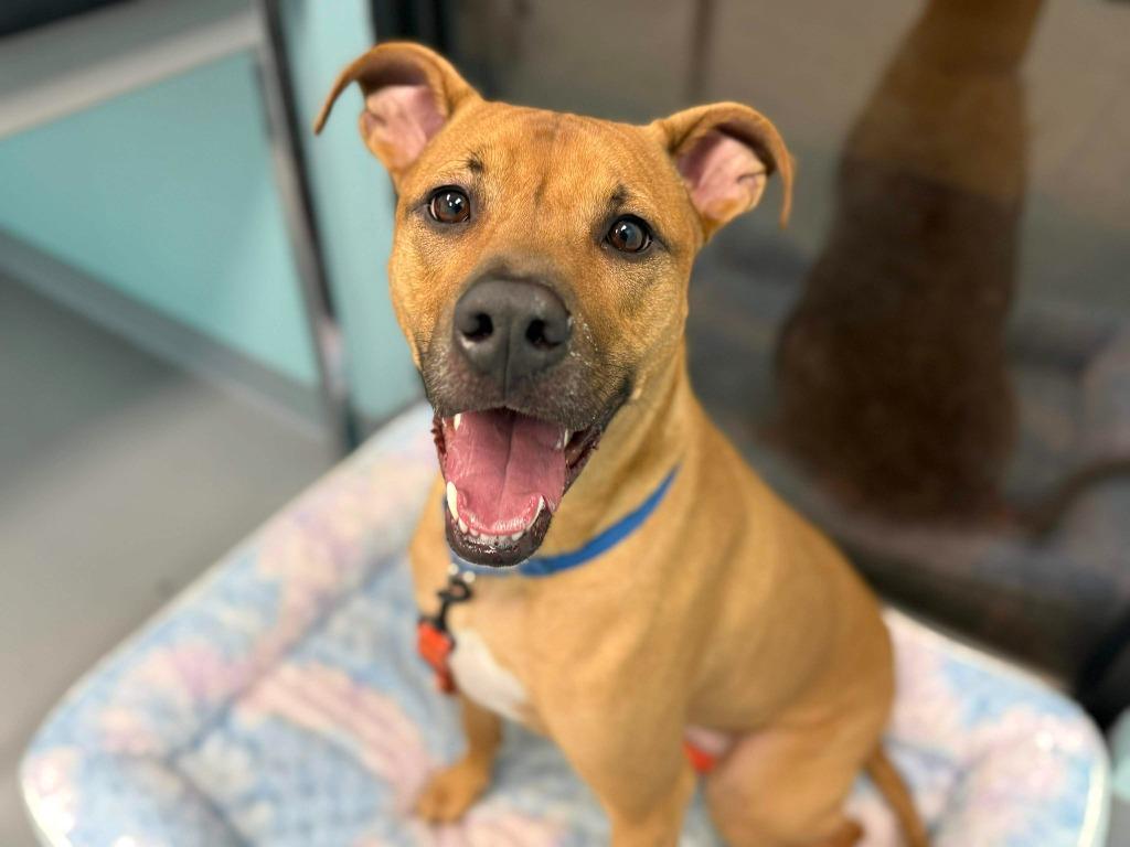 Enlarge Canyon, a Adoptable mixed breed in Raleigh, NC image 5/6