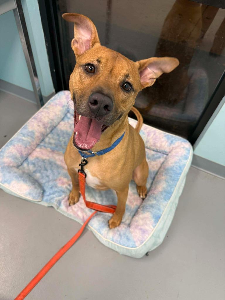 Enlarge Canyon, a Adoptable mixed breed in Raleigh, NC image 6/6