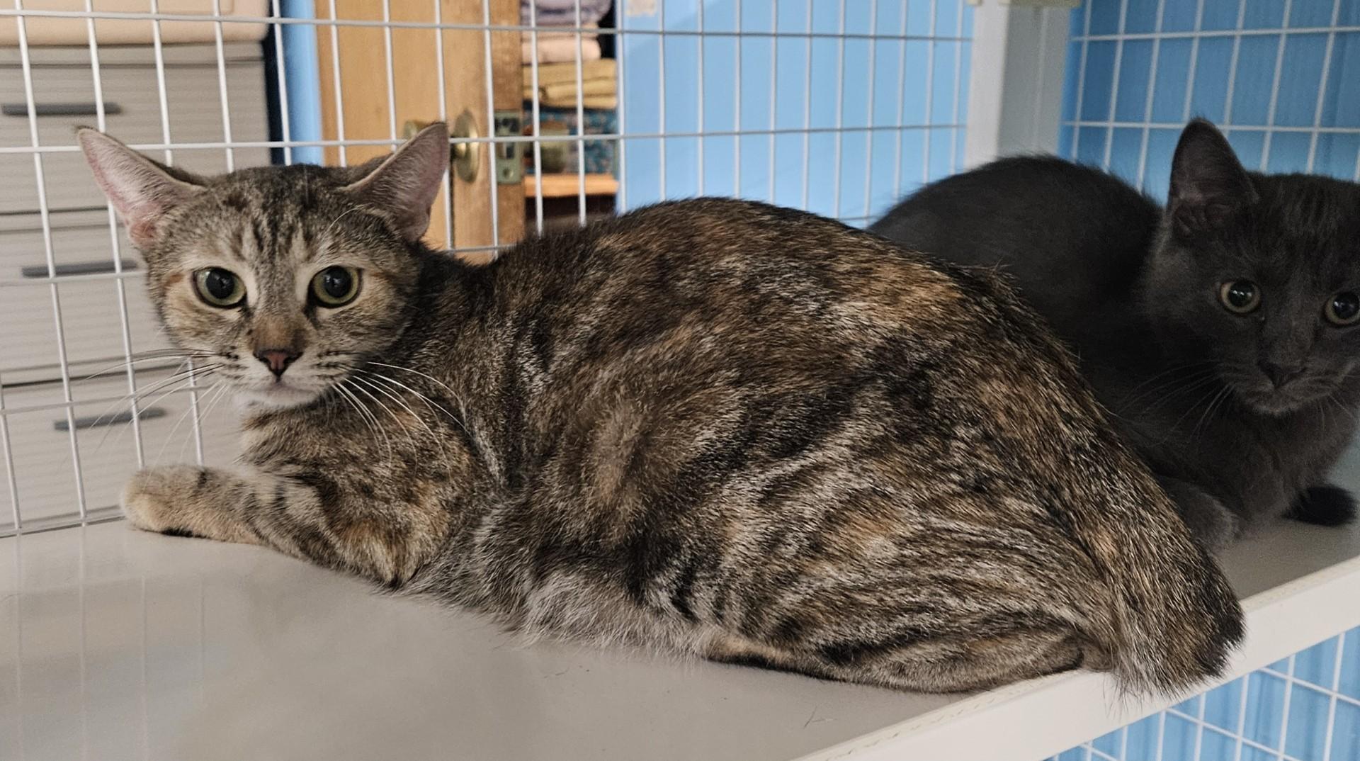 Malibu, ADOPTABLE, Adult Female Domestic Short Hair.