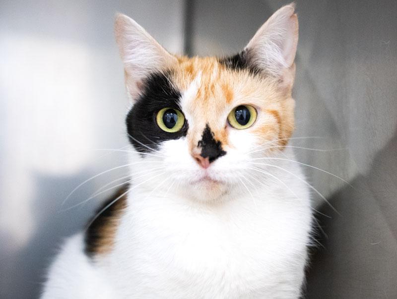 Lady Loo, Adoptable, Young Female Calico.