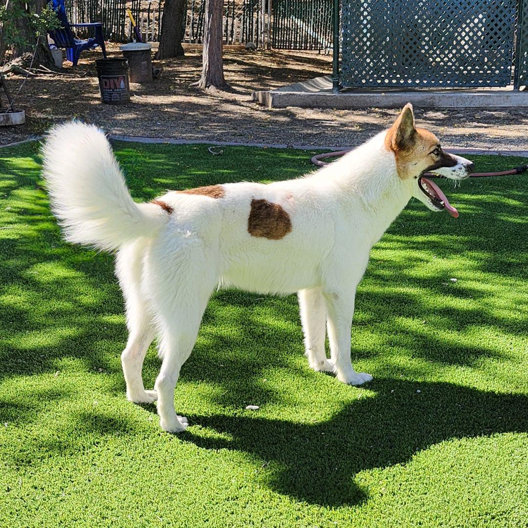Enlarge Opal, a Adoptable mixed breed in Burbank, CA image 2/6
