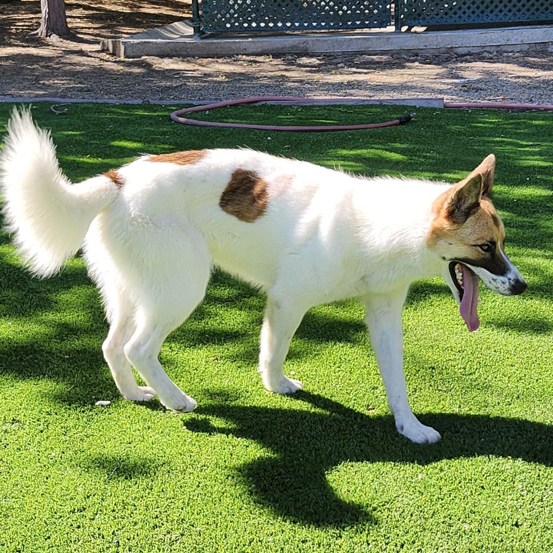 Enlarge Opal, a Adoptable mixed breed in Burbank, CA image 3/6