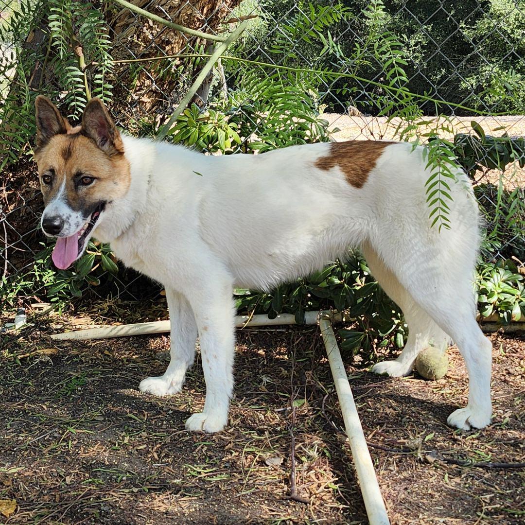 Enlarge Opal, a Adoptable mixed breed in Burbank, CA image 4/6