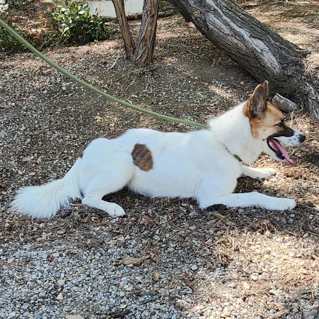Enlarge Opal, a Adoptable mixed breed in Burbank, CA image 5/6