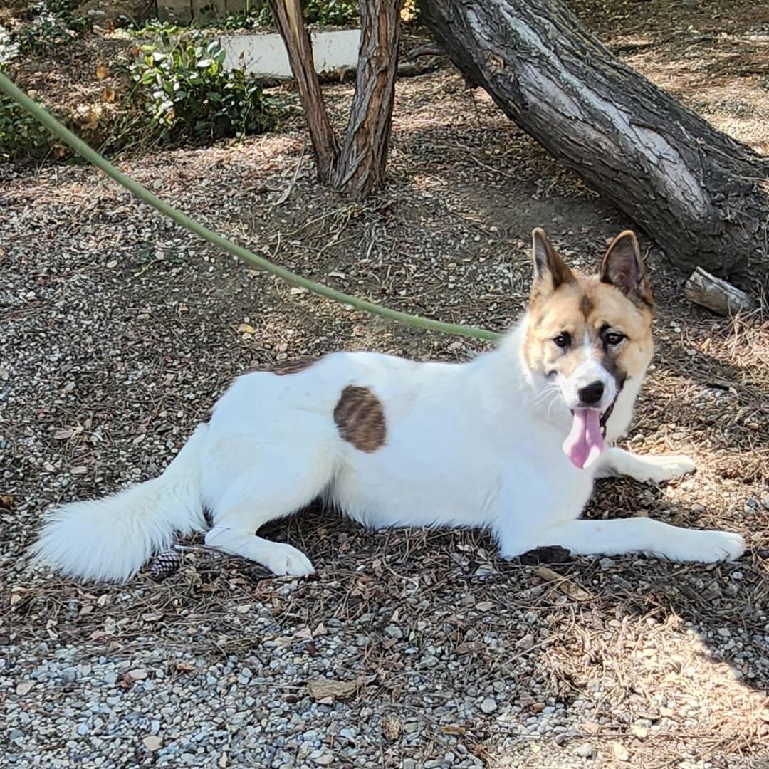 Enlarge Opal, a Adoptable mixed breed in Burbank, CA image 6/6