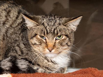 Enlarge Macaron, a Adoptable mixed breed in Longmont, CO image 1/2